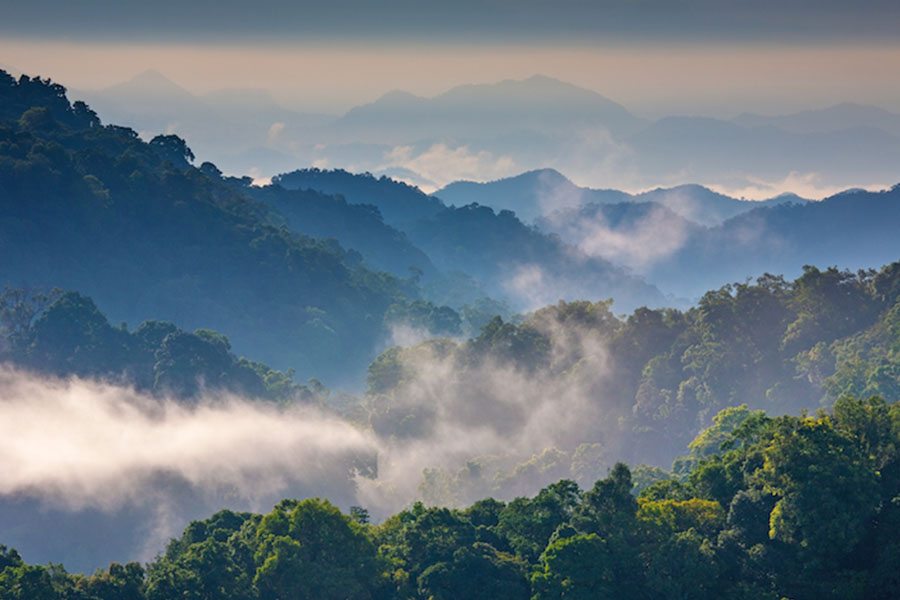 Image of 020 kaengkrachan