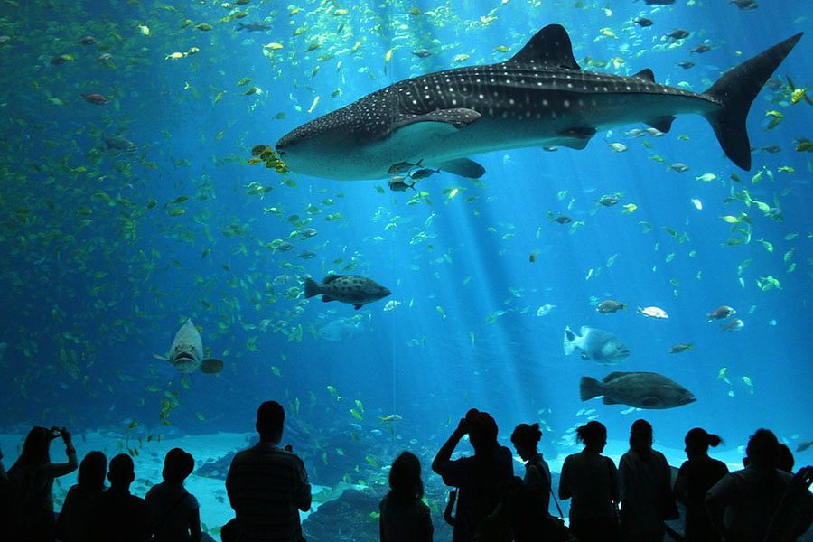 Image of rayoung aquarium