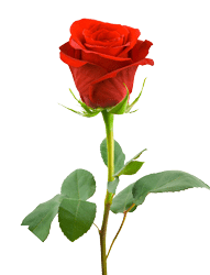 Image of rose